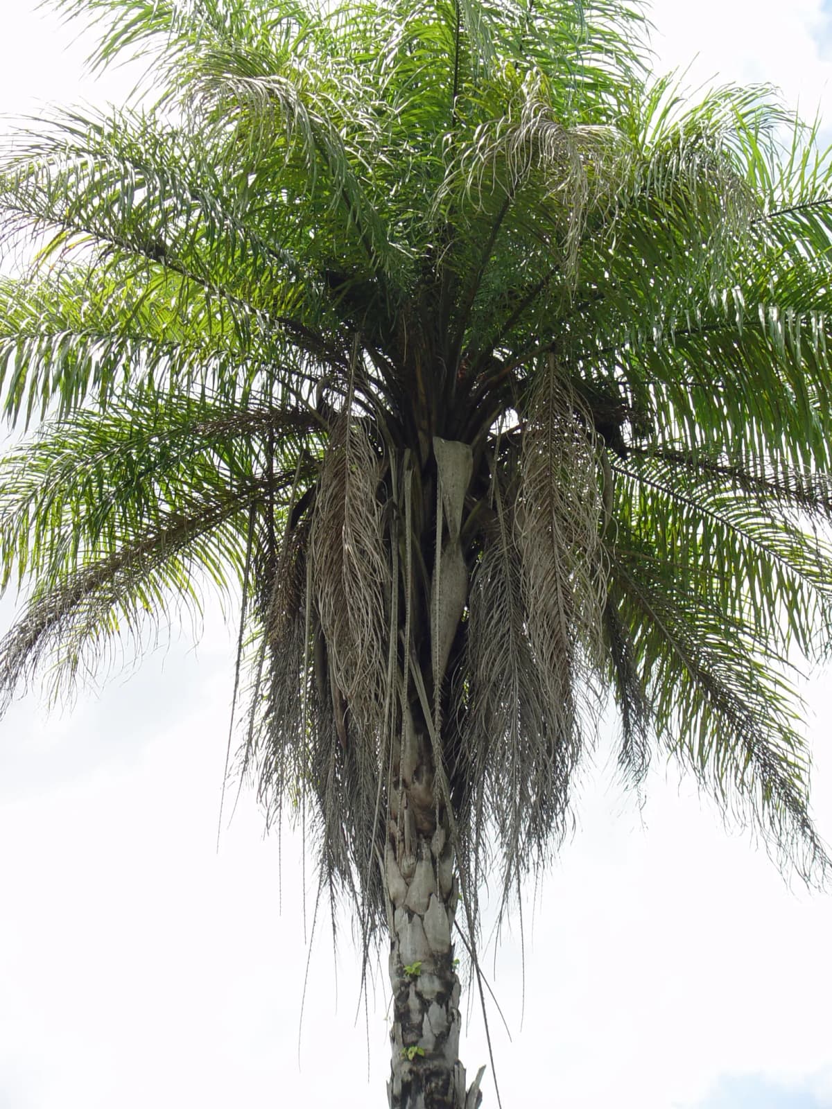 Botanical specimen of Bactris Cubensis.