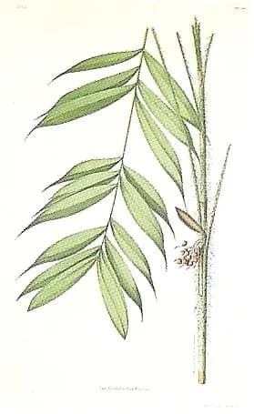 Botanical specimen of Bactris Cuspidata.