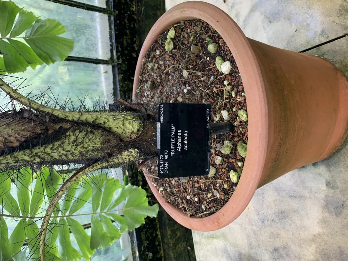 Botanical specimen of Bactris Elegans.