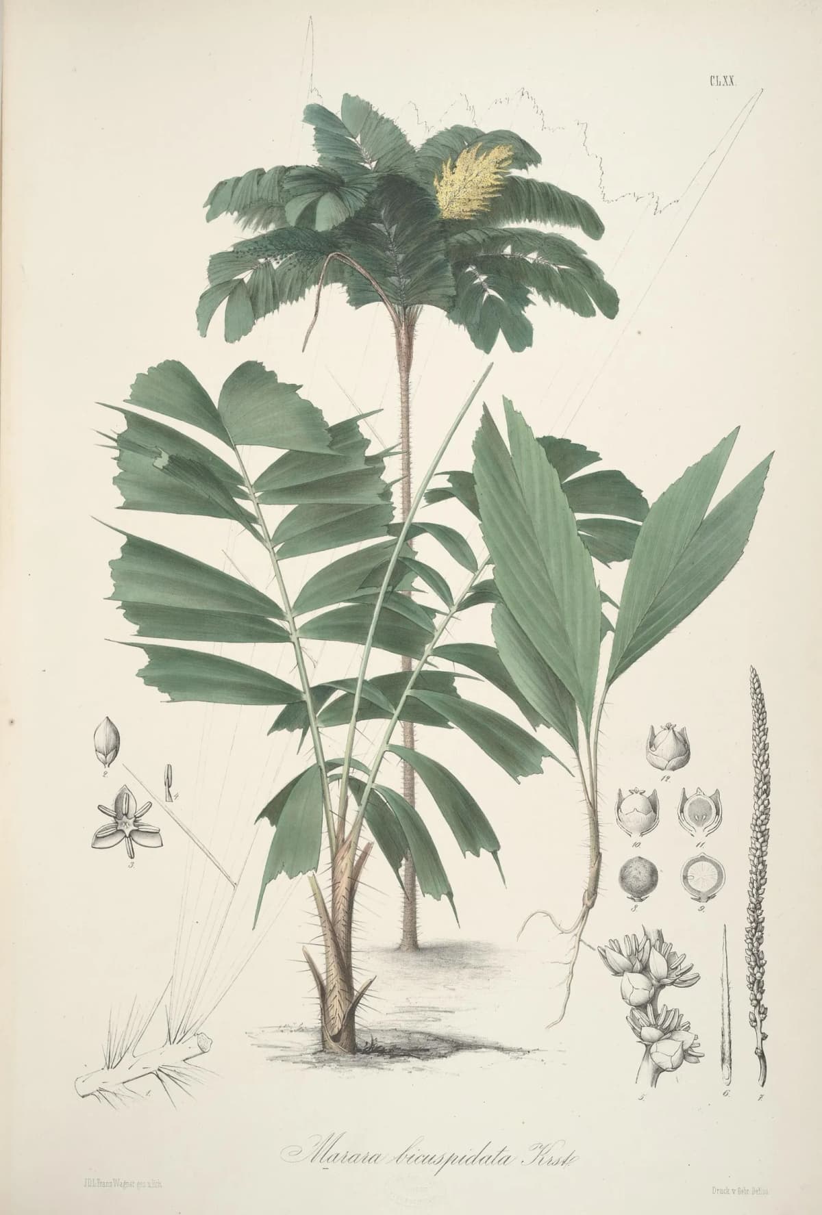 Botanical specimen of Bactris Elegans.