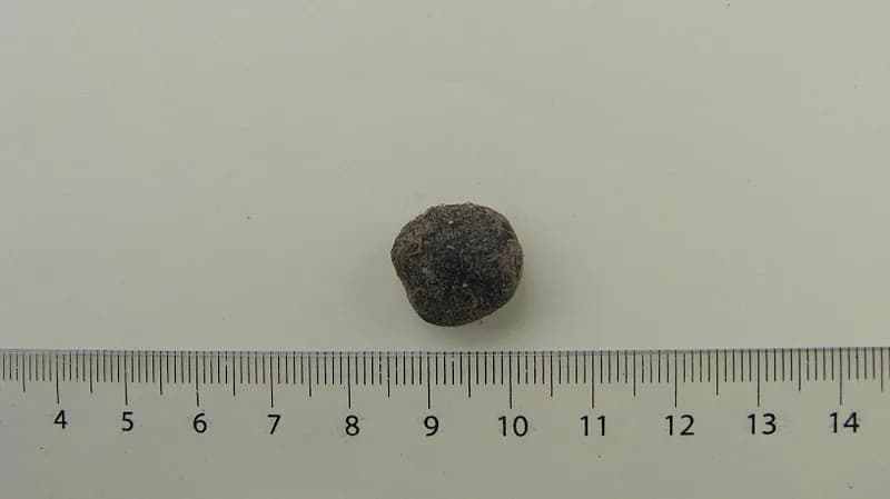Botanical specimen of Bactris Ferruginea.