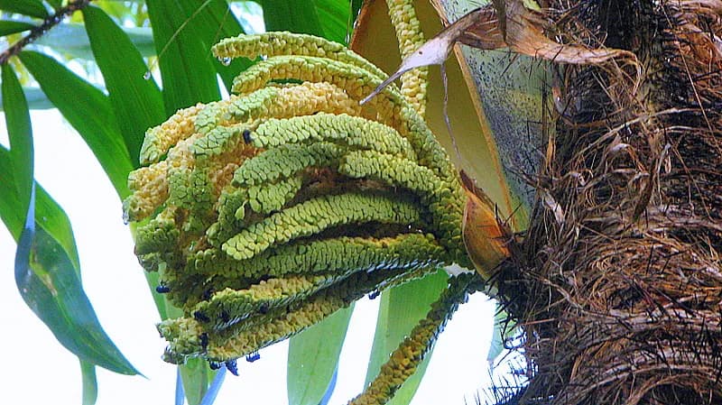 Botanical specimen of Bactris Ferruginea.
