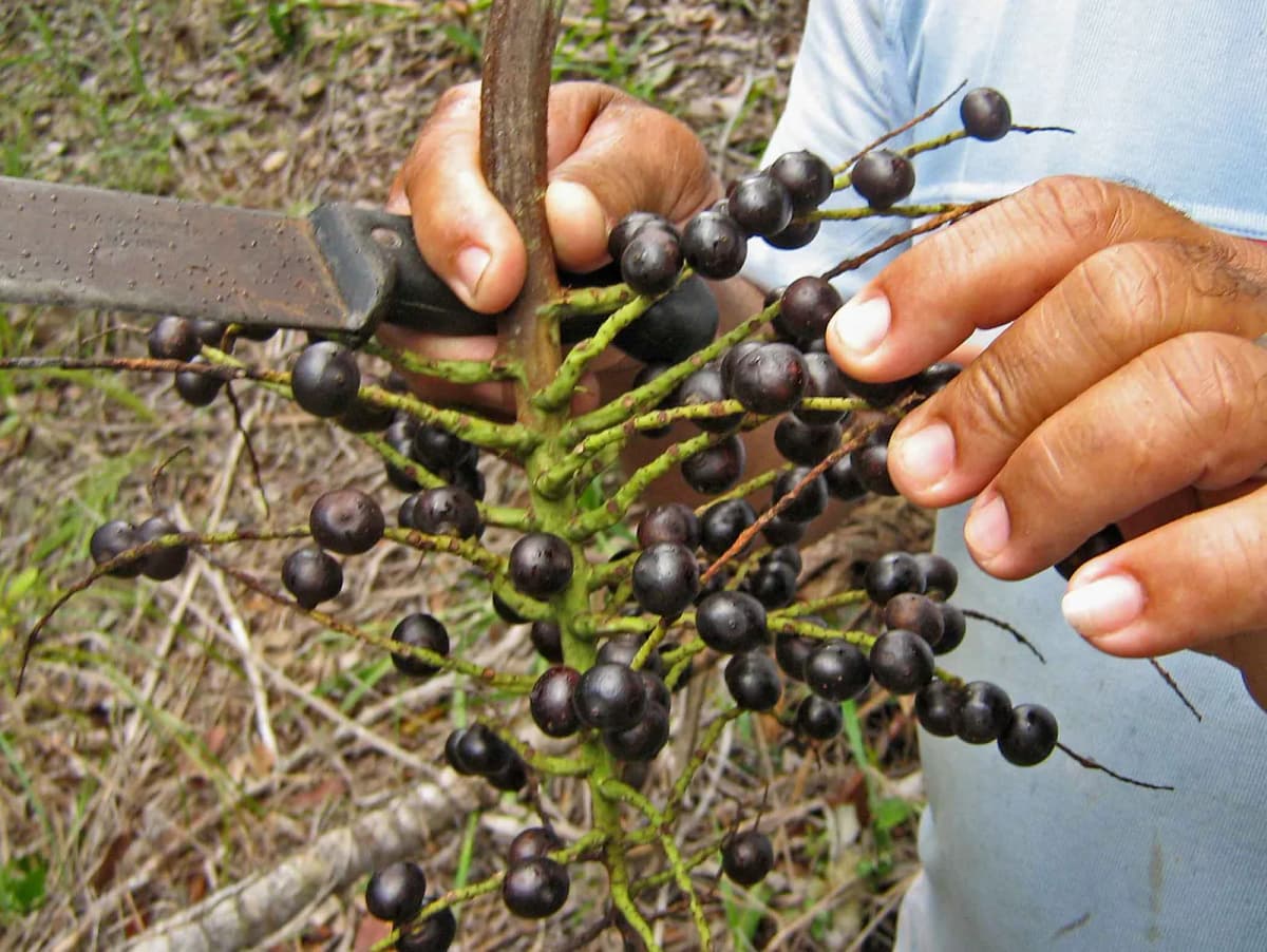 Botanical specimen of Bactris Ferruginea.
