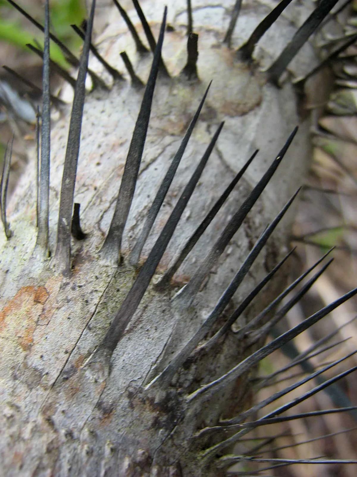 Botanical specimen of Bactris Ferruginea.