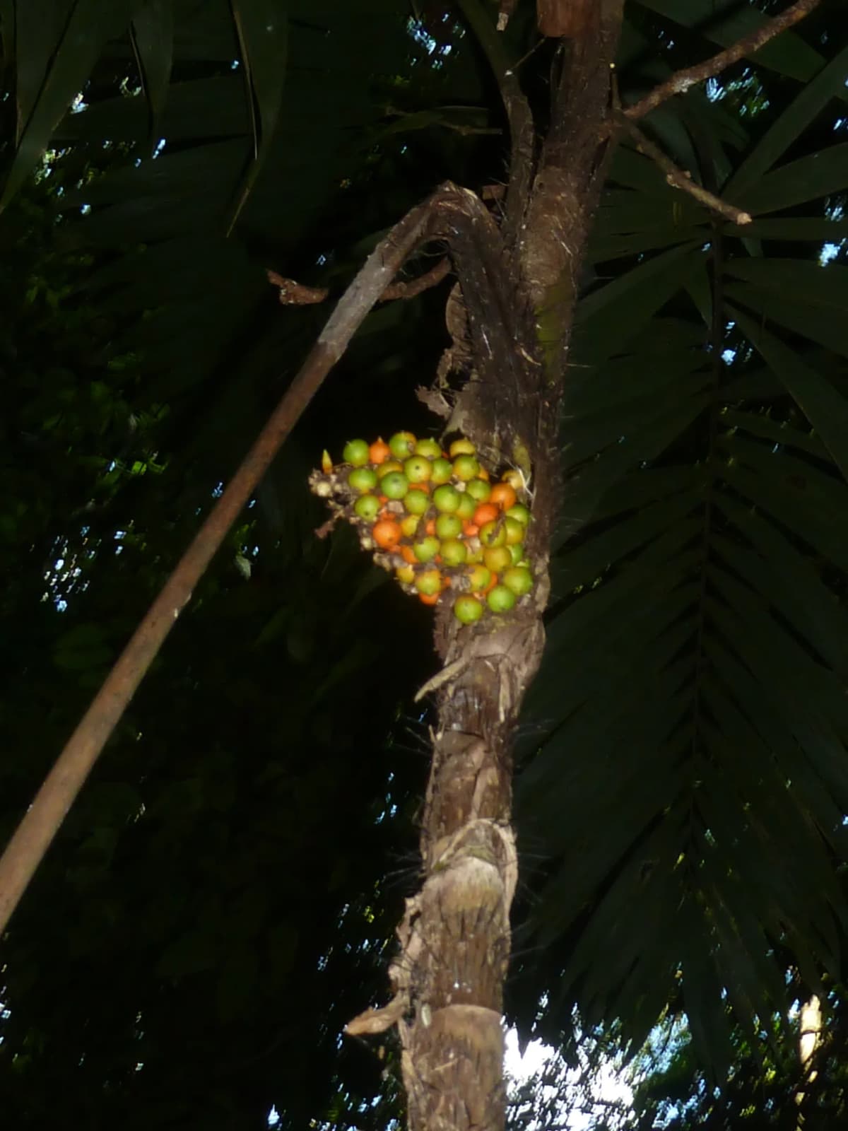 Botanical specimen of Bactris Glandulosa Var. Baileyana.