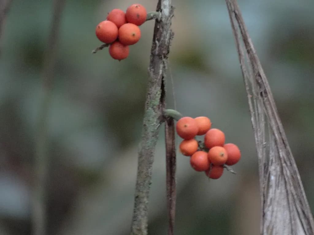 Botanical specimen of Bactris Hirta.
