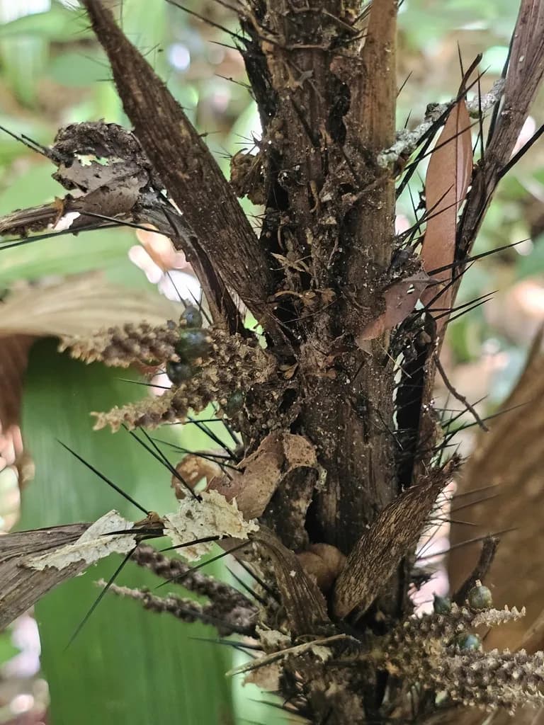 Botanical specimen of Bactris Hirta.