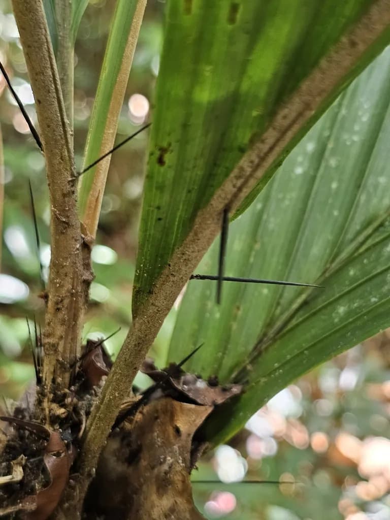 Botanical specimen of Bactris Hirta.
