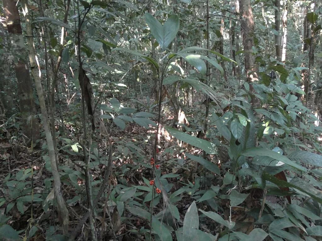 Botanical specimen of Bactris Hirta.