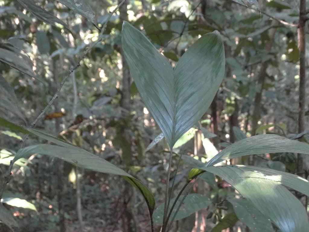 Botanical specimen of Bactris Hirta.