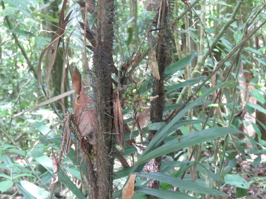 Botanical specimen of Bactris Hirta.