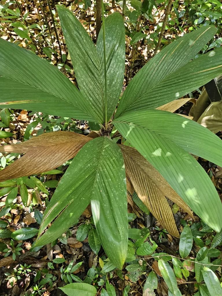 Botanical specimen of Bactris Hirta.