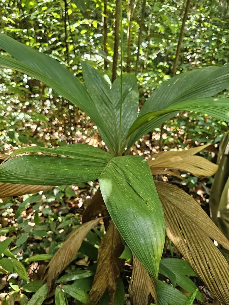 Botanical specimen of Bactris Hirta.