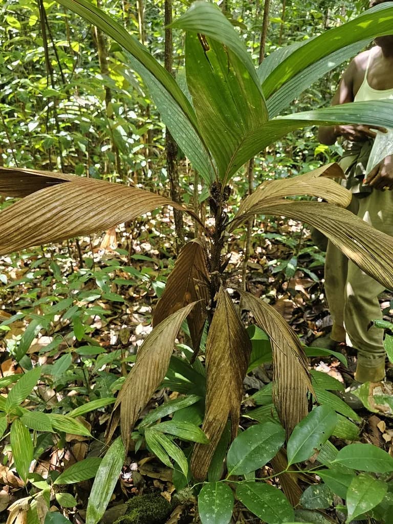 Botanical specimen of Bactris Hirta.