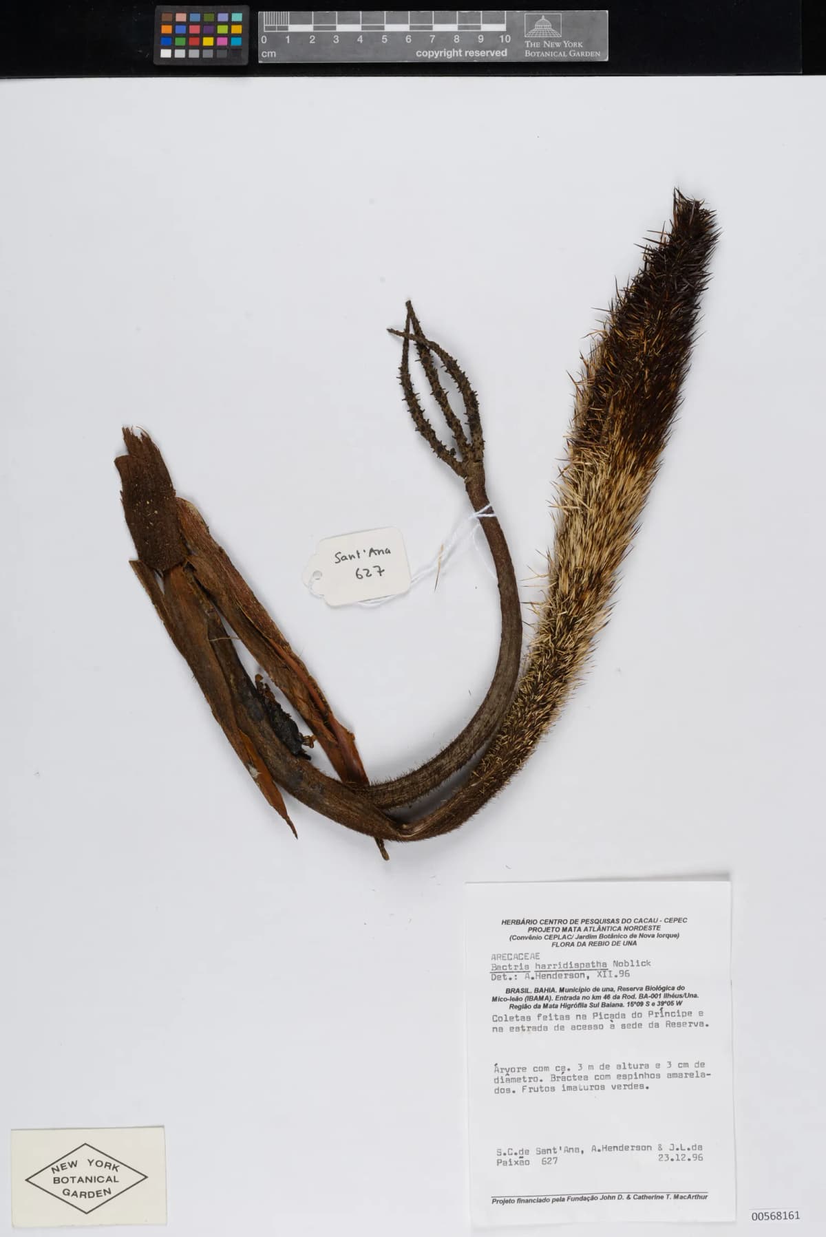 Botanical specimen of Bactris Horridispatha.