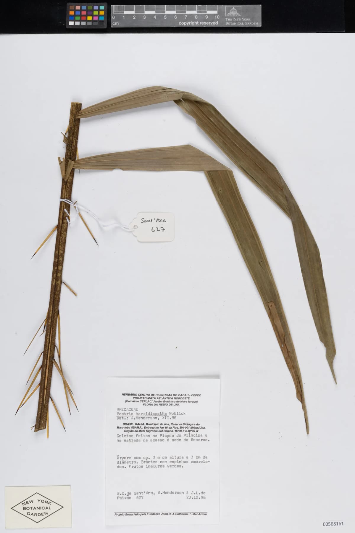 Botanical specimen of Bactris Horridispatha.