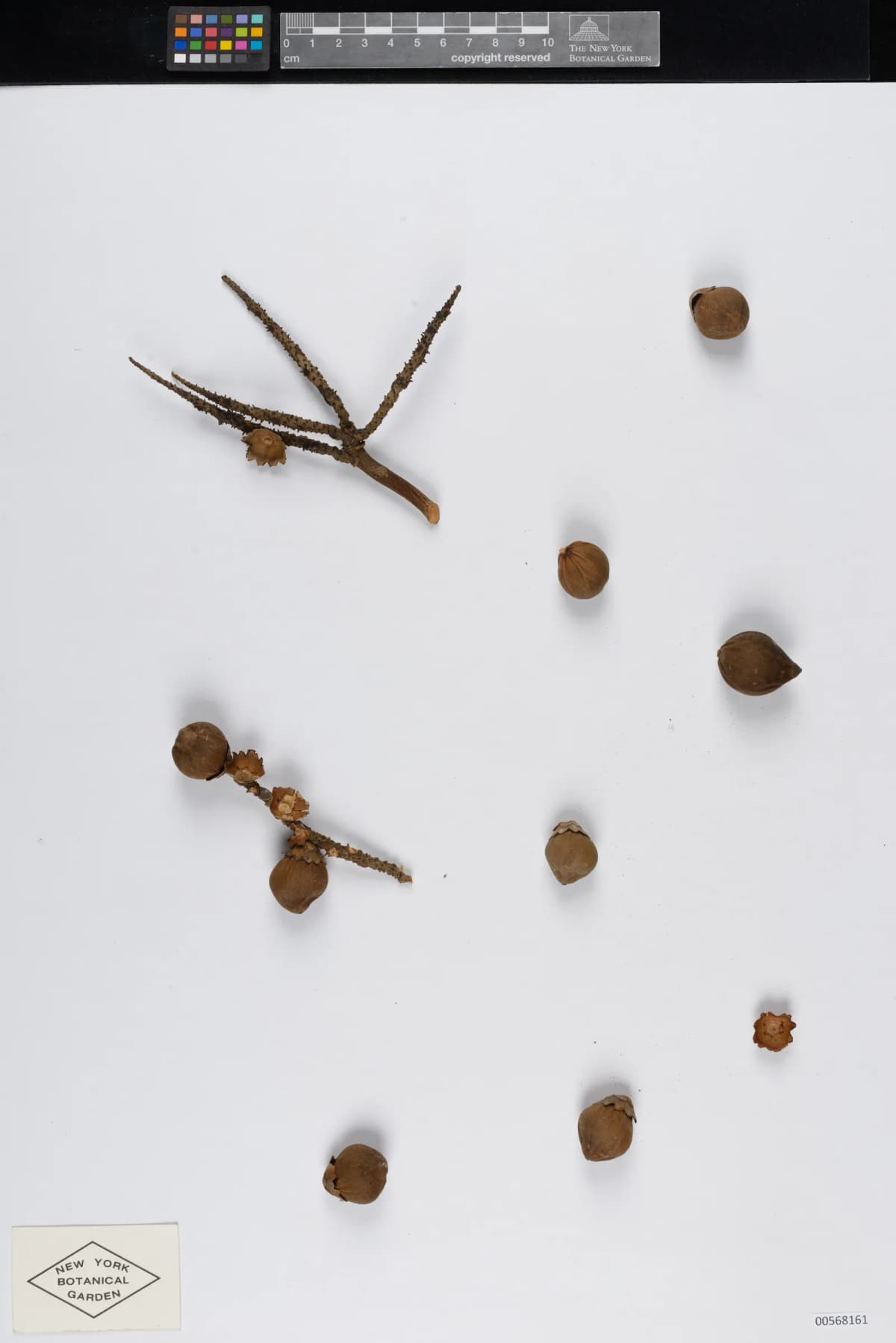 Botanical specimen of Bactris Horridispatha.