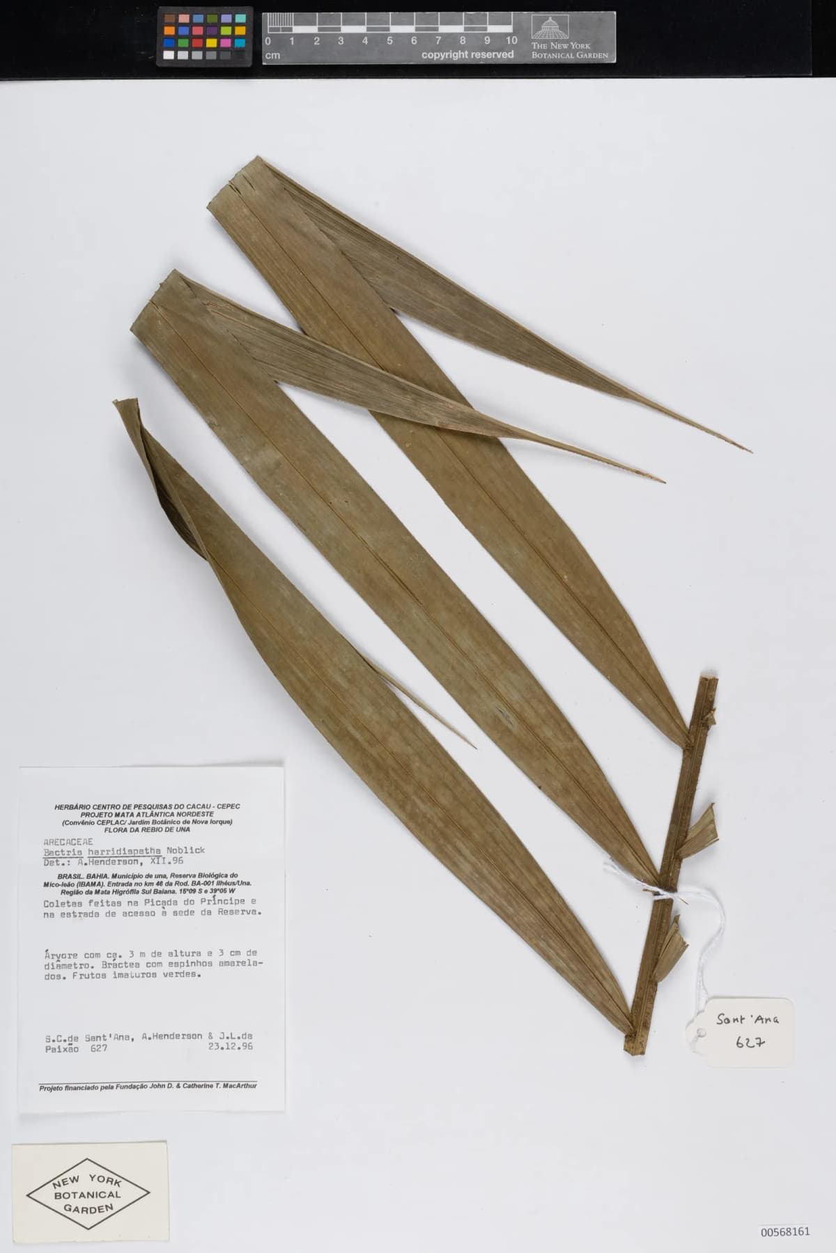 Botanical specimen of Bactris Horridispatha.