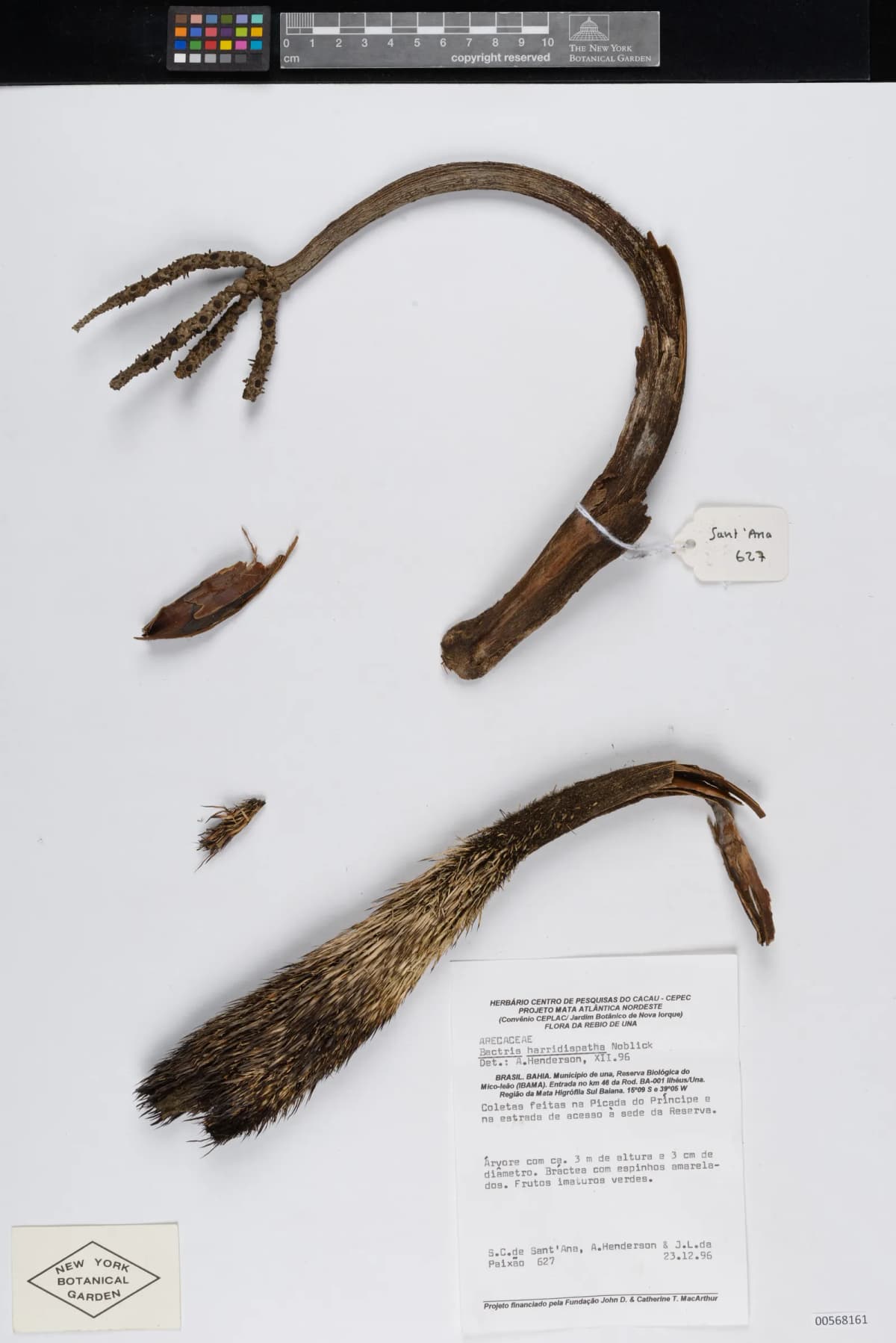 Botanical specimen of Bactris Horridispatha.