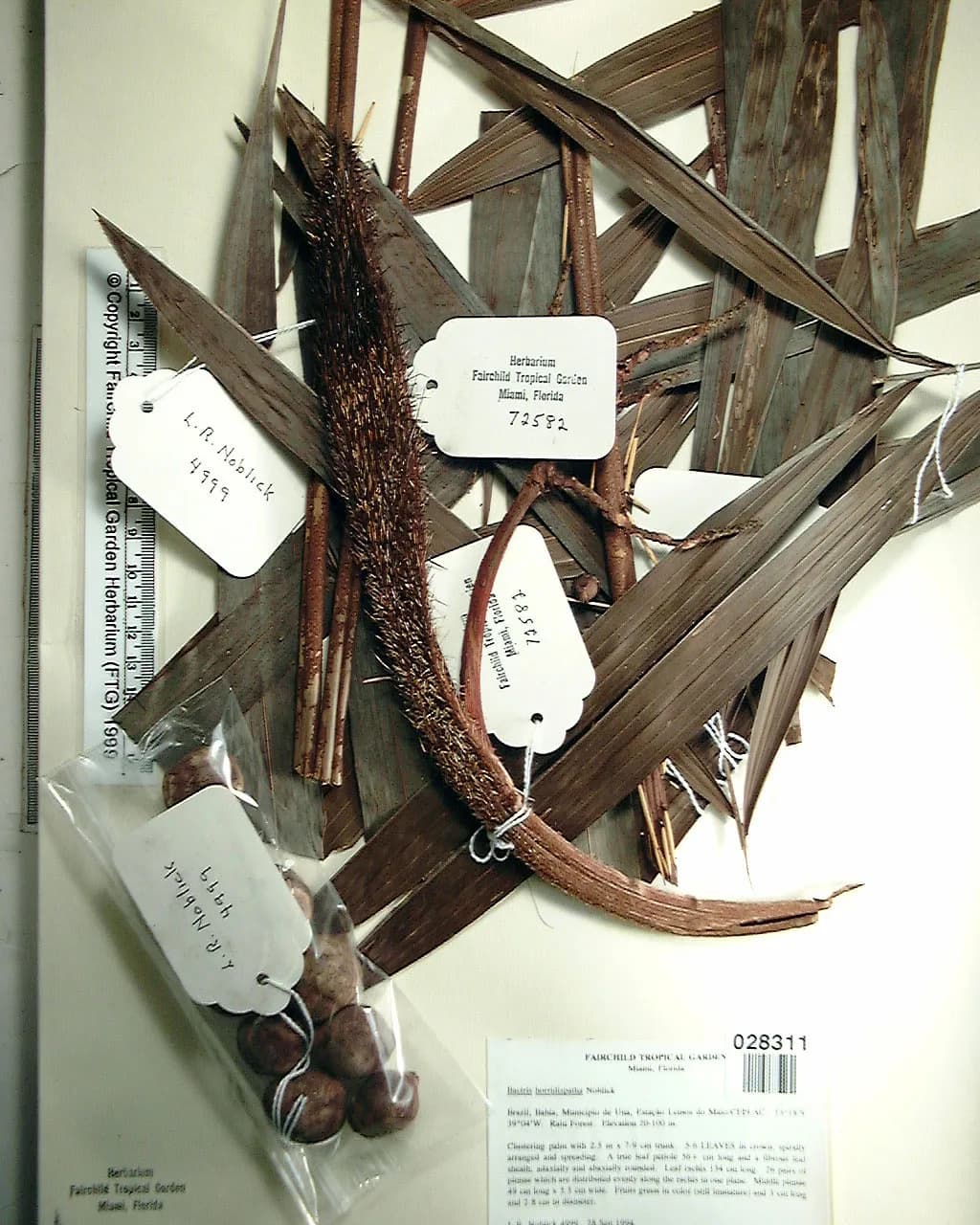 Botanical specimen of Bactris Horridispatha.