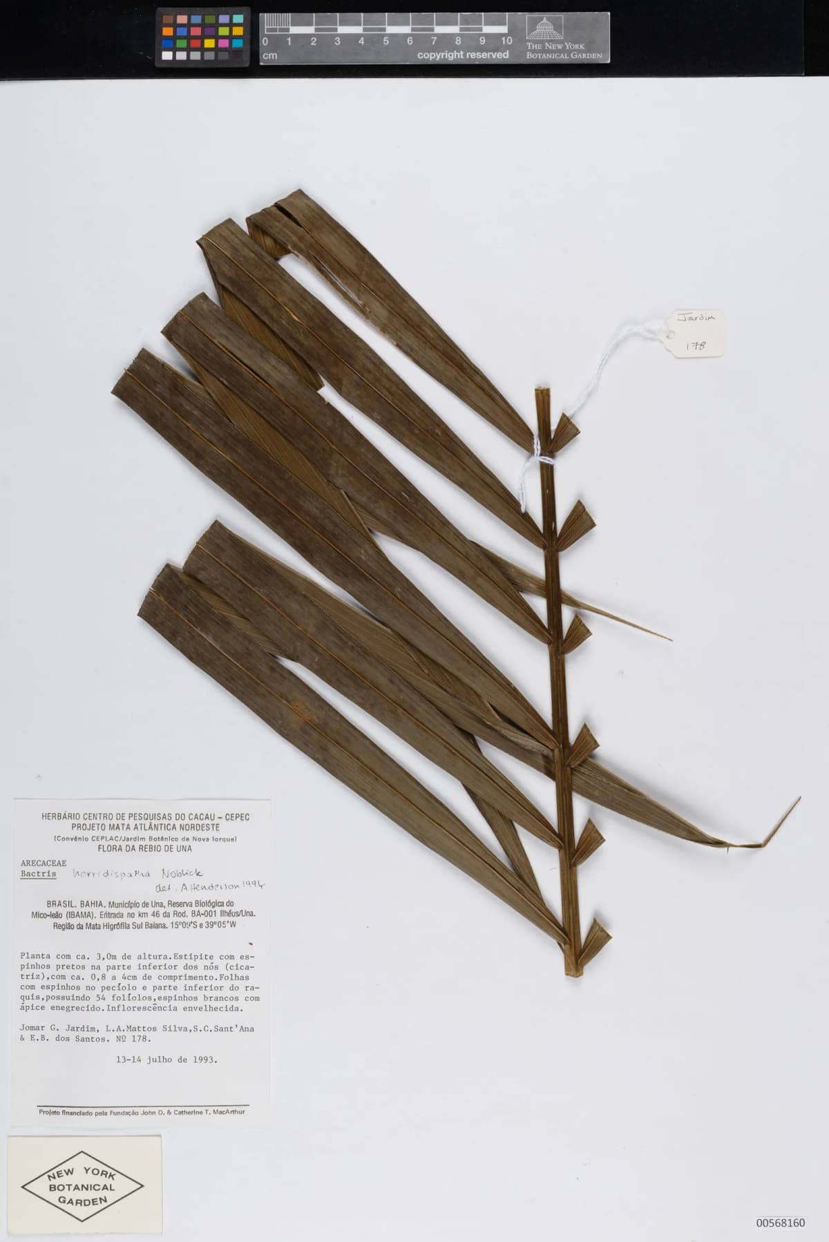 Botanical specimen of Bactris Horridispatha.