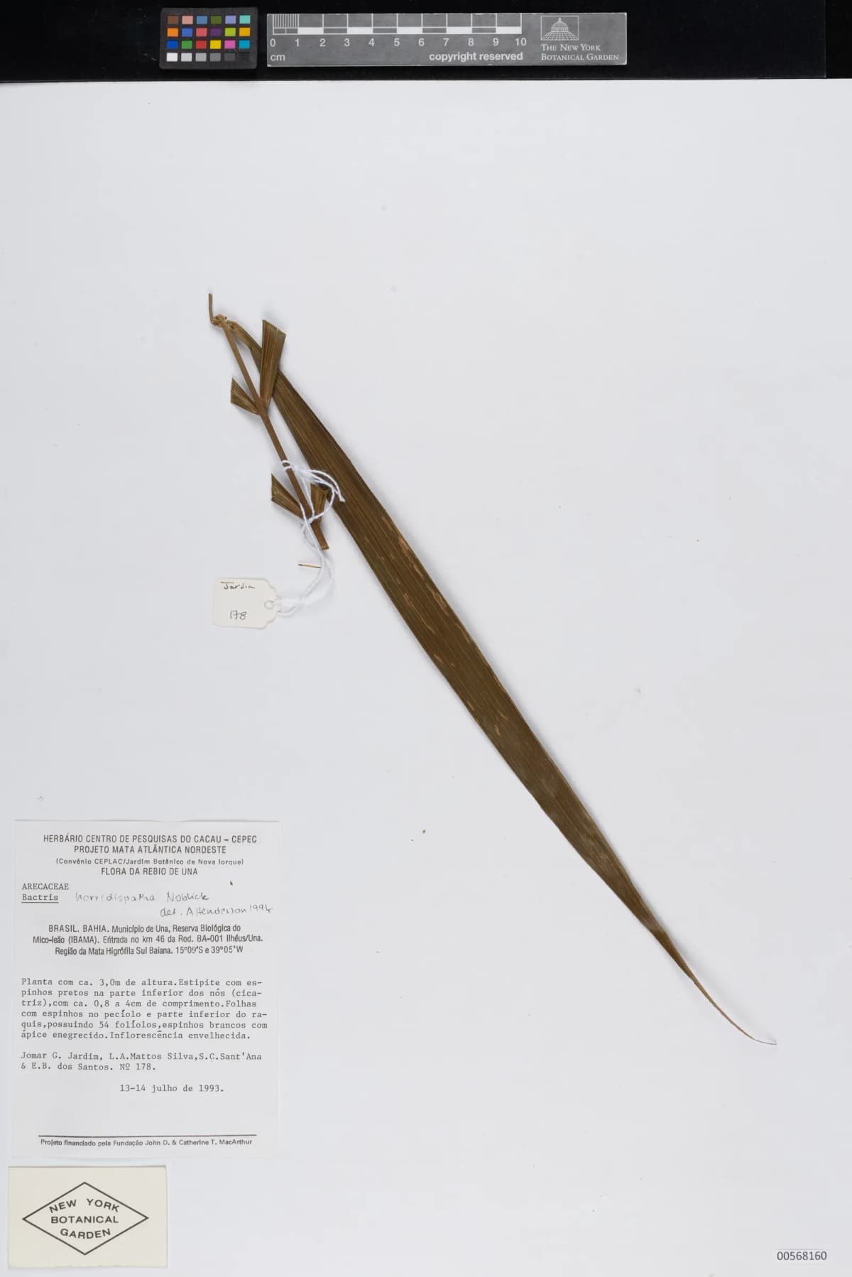 Botanical specimen of Bactris Horridispatha.
