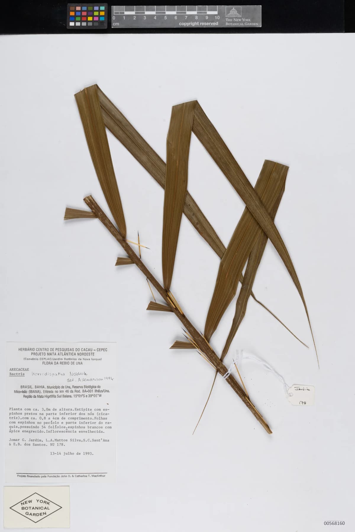 Botanical specimen of Bactris Horridispatha.