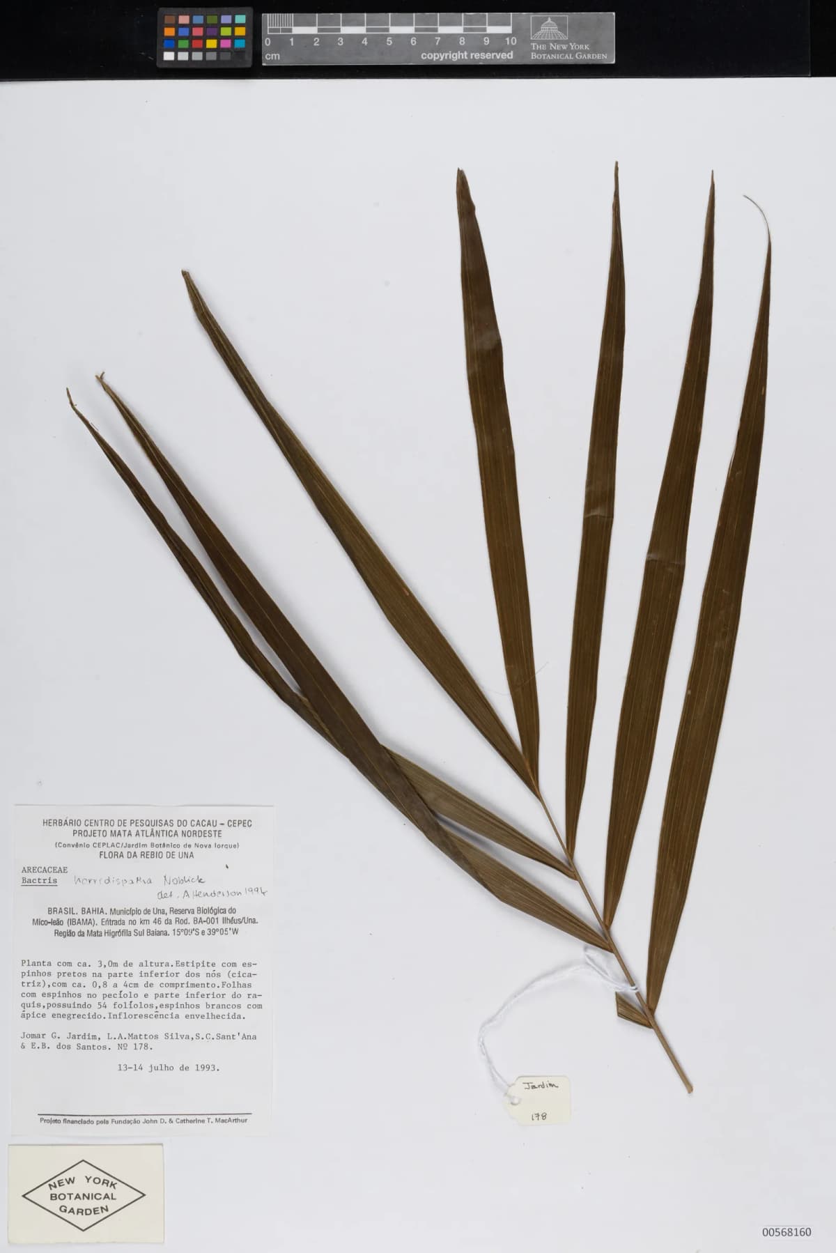 Botanical specimen of Bactris Horridispatha.