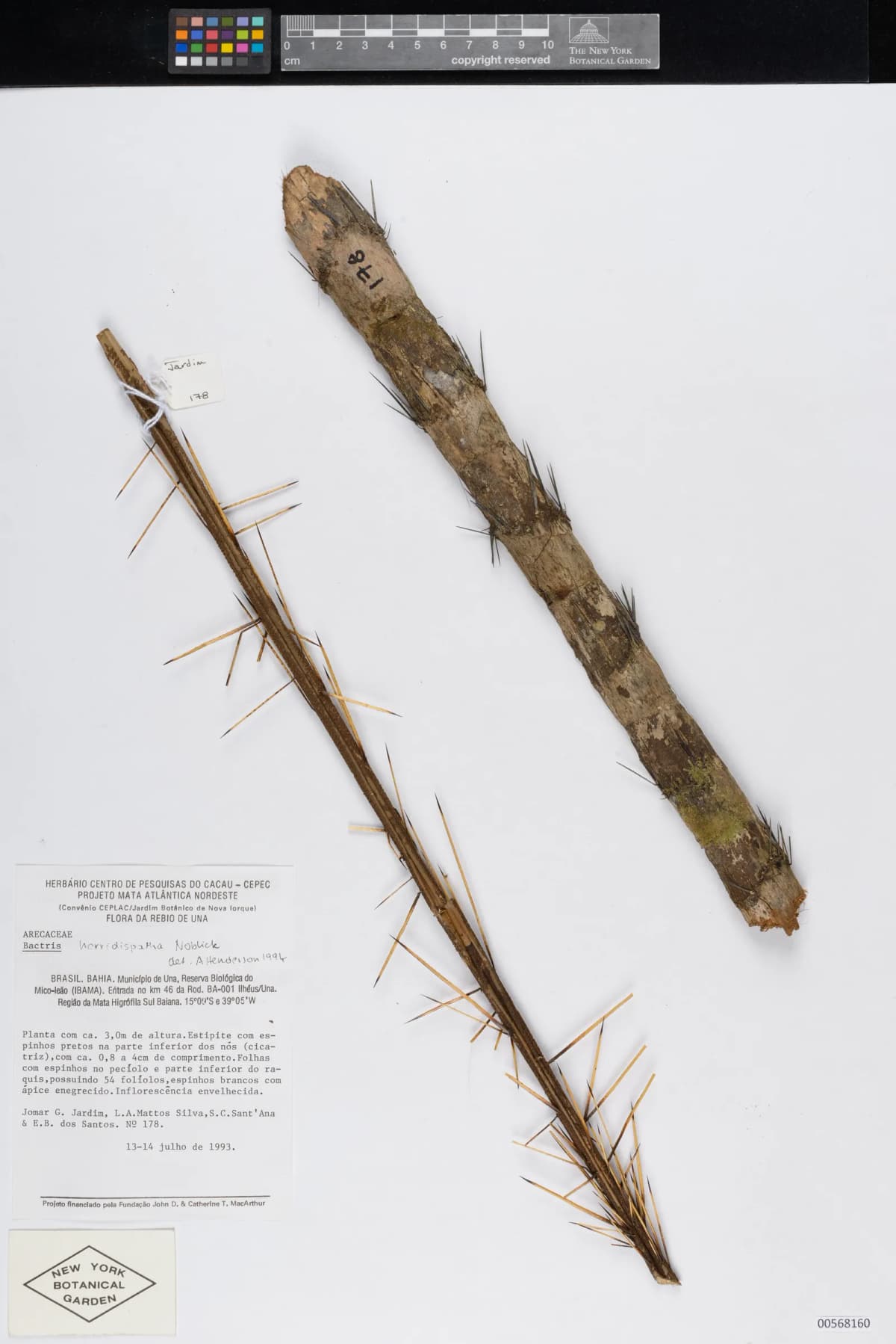Botanical specimen of Bactris Horridispatha.