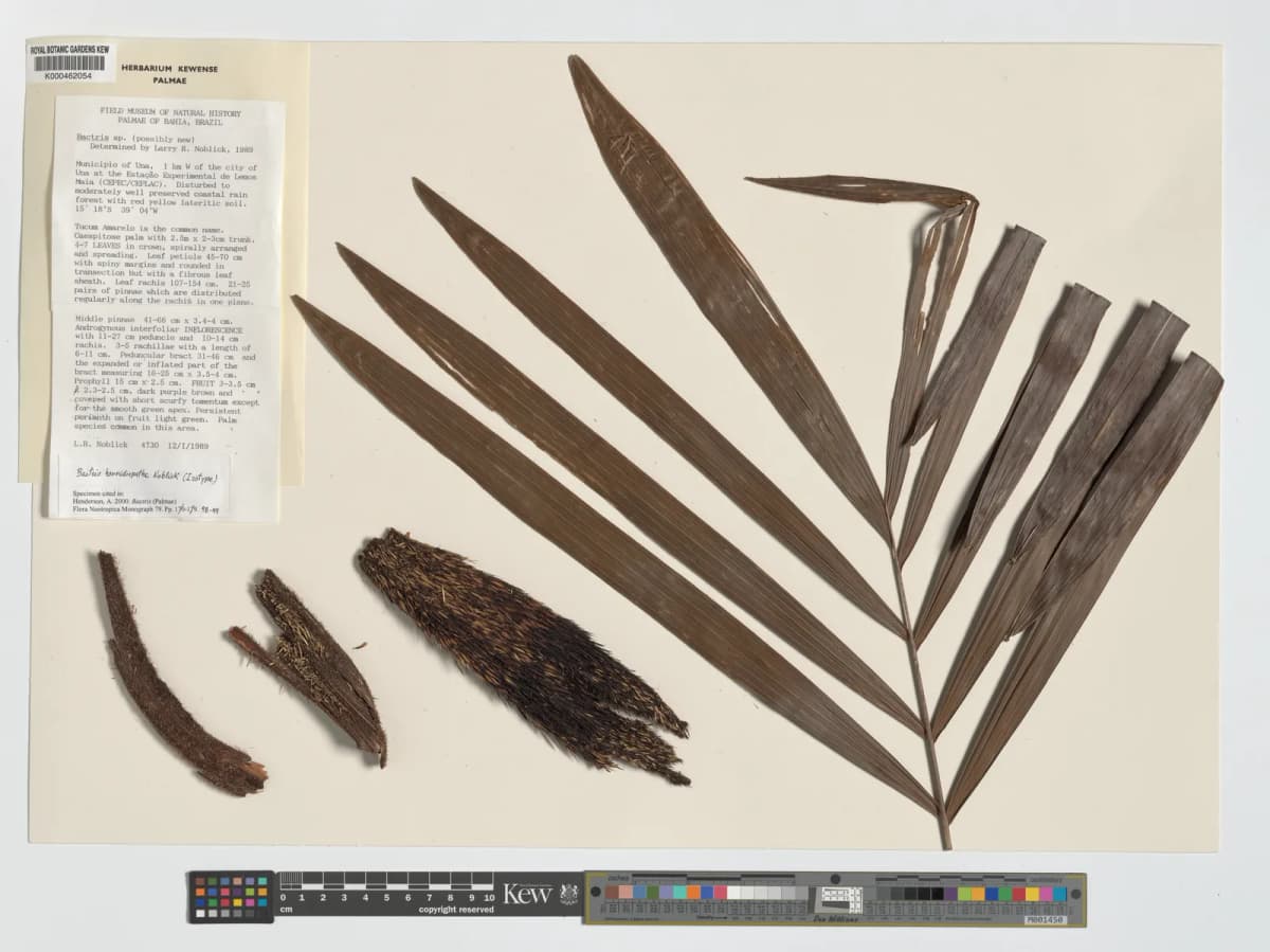 Botanical specimen of Bactris Horridispatha.