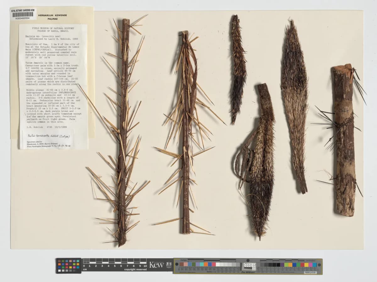 Botanical specimen of Bactris Horridispatha.