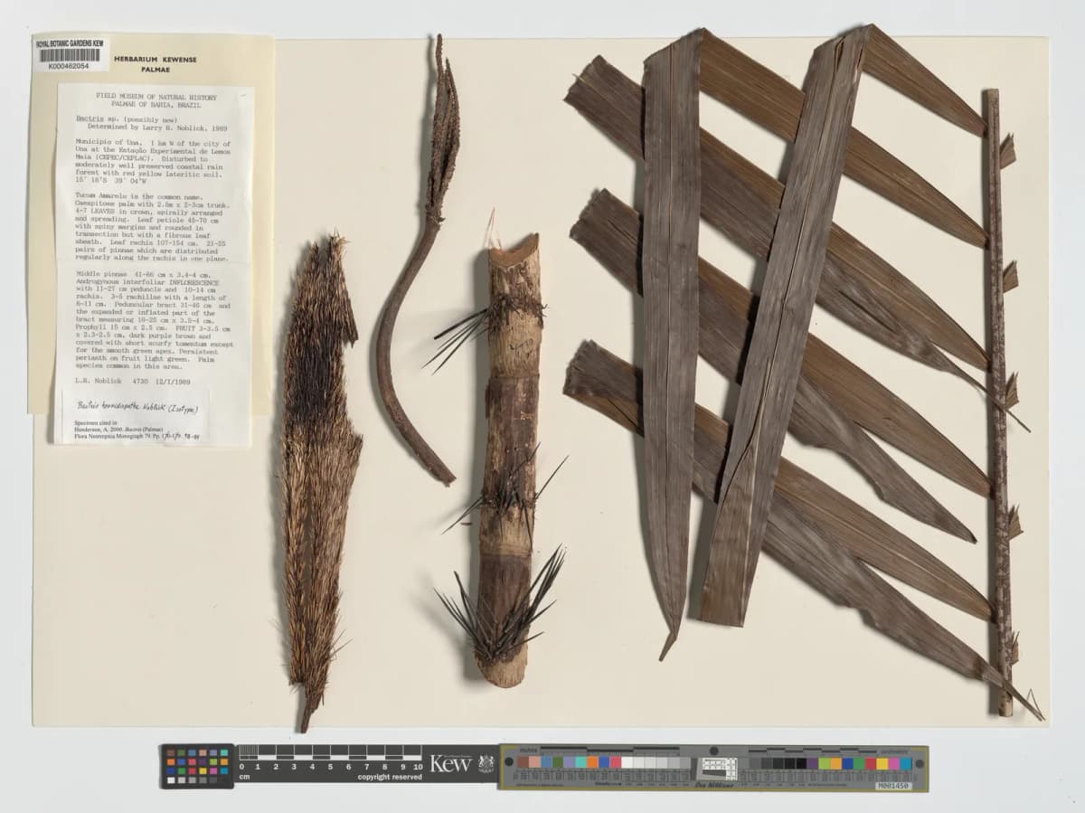 Botanical specimen of Bactris Horridispatha.