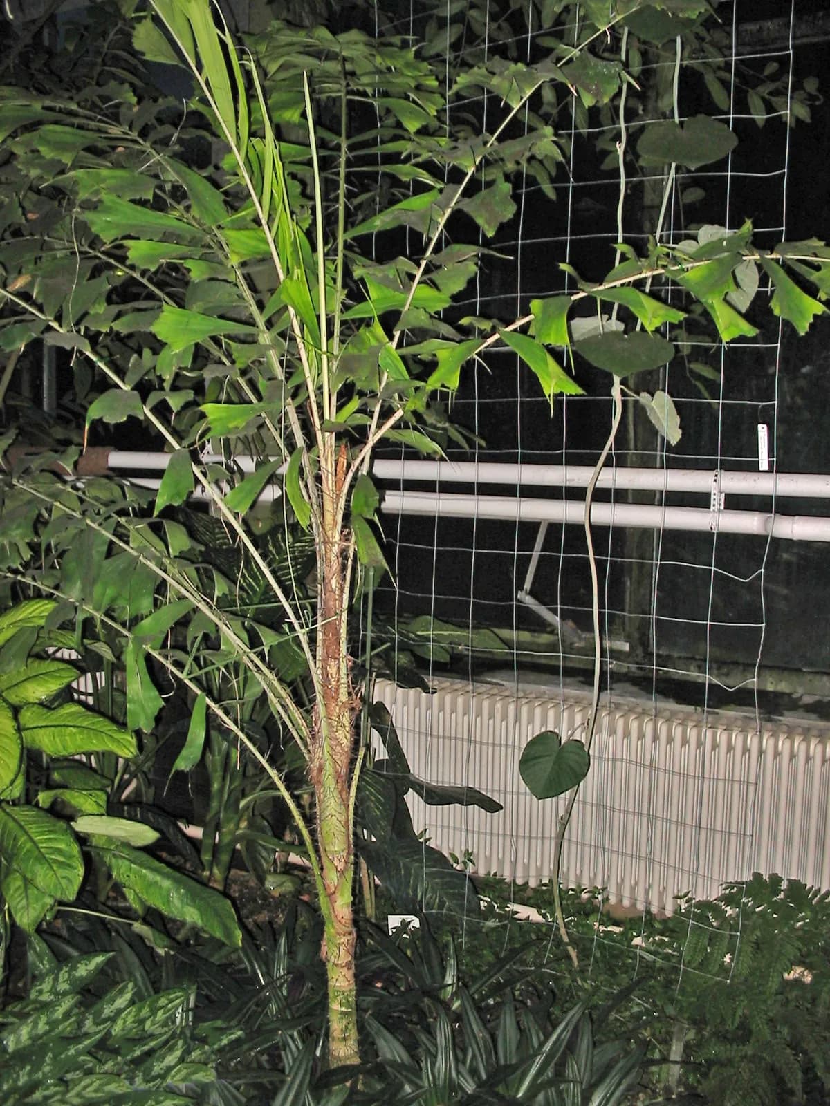 Botanical specimen of Bactris Killipii.