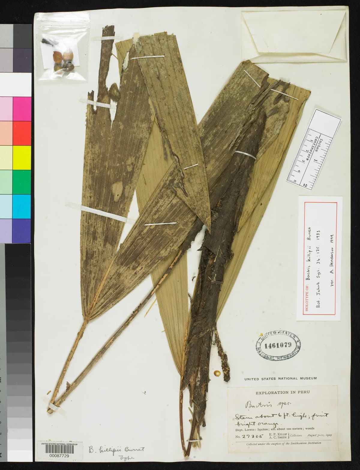 Botanical specimen of Bactris Killipii.