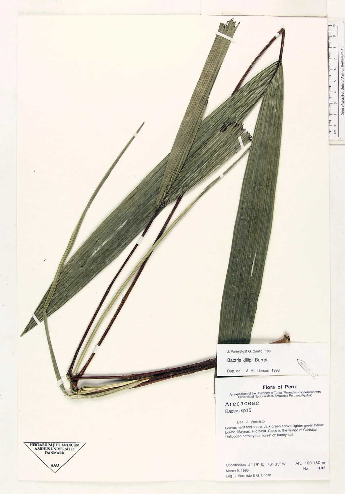 Botanical specimen of Bactris Killipii.
