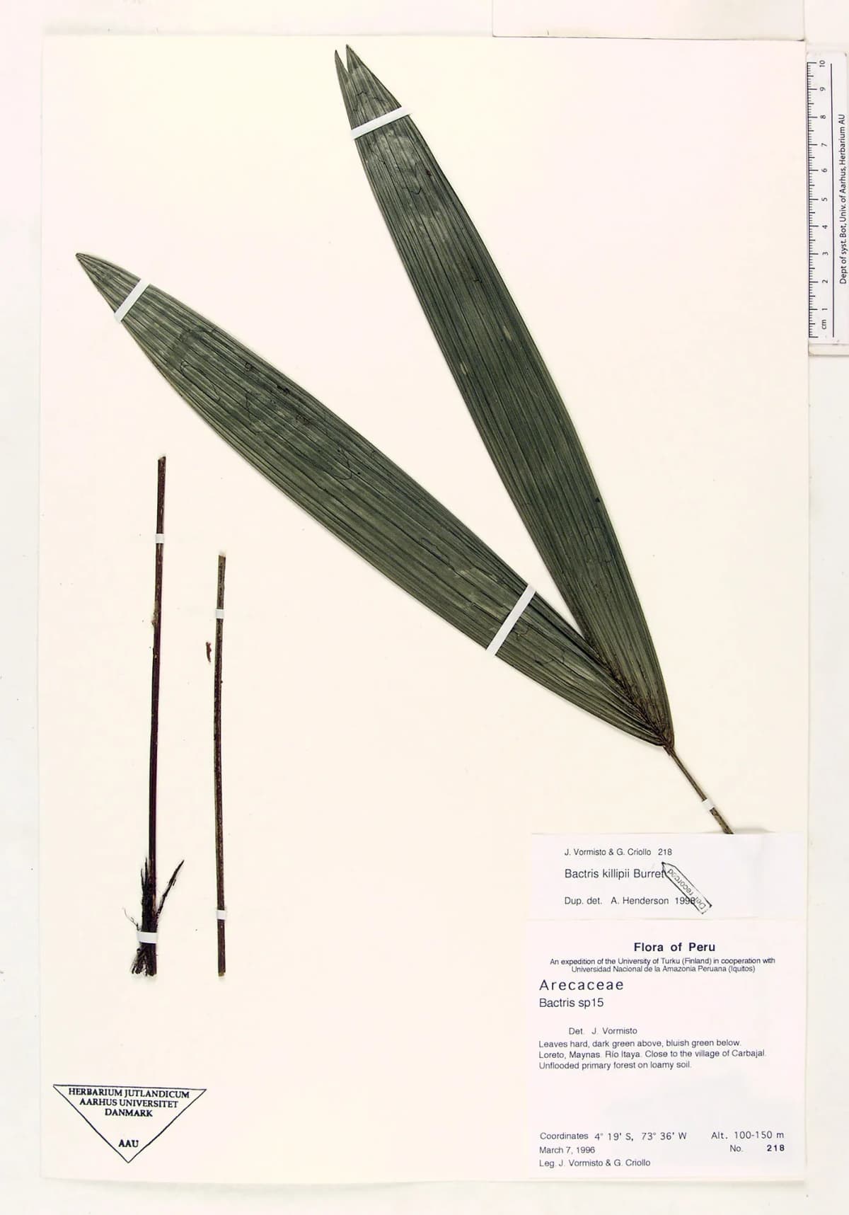 Botanical specimen of Bactris Killipii.