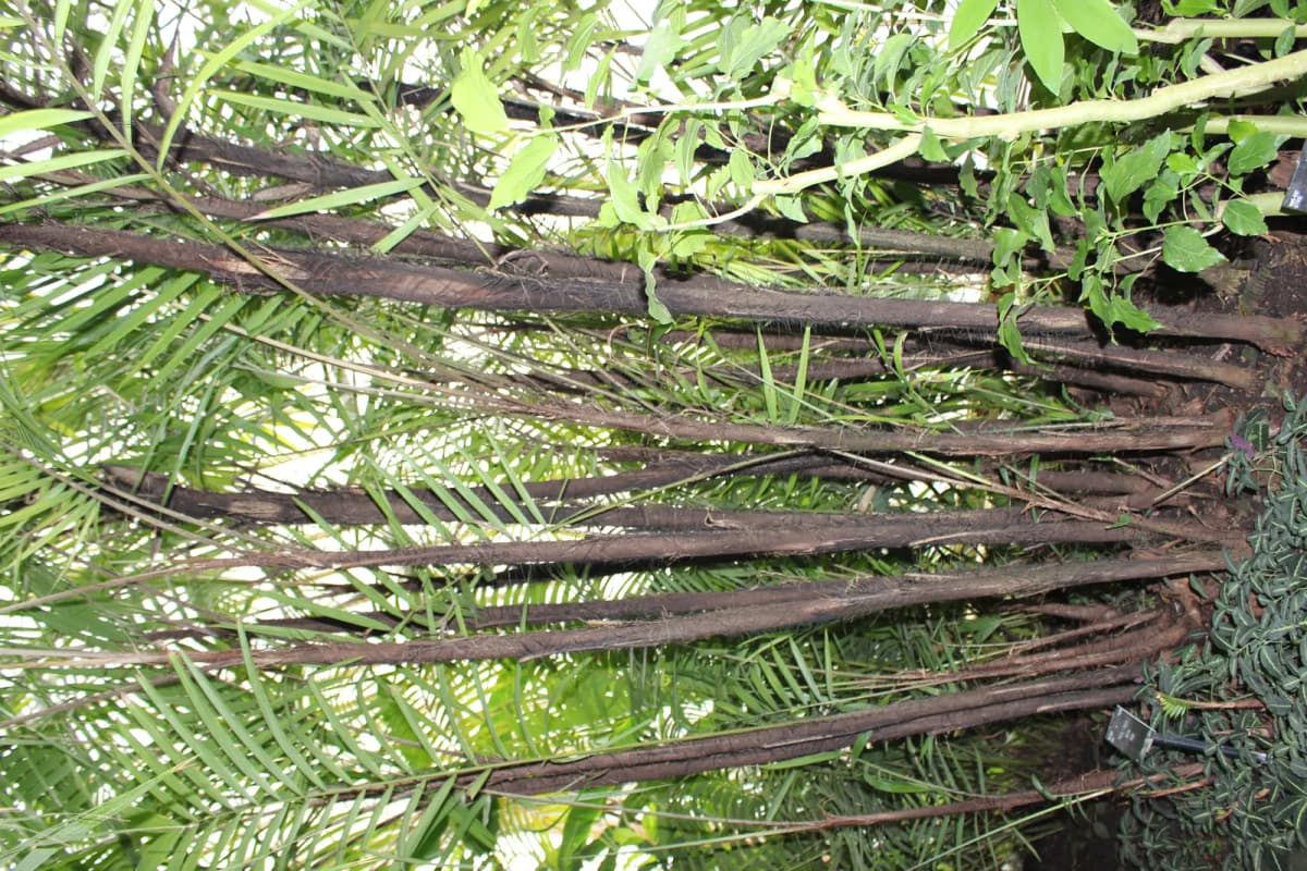 Botanical specimen of Bactris Major.