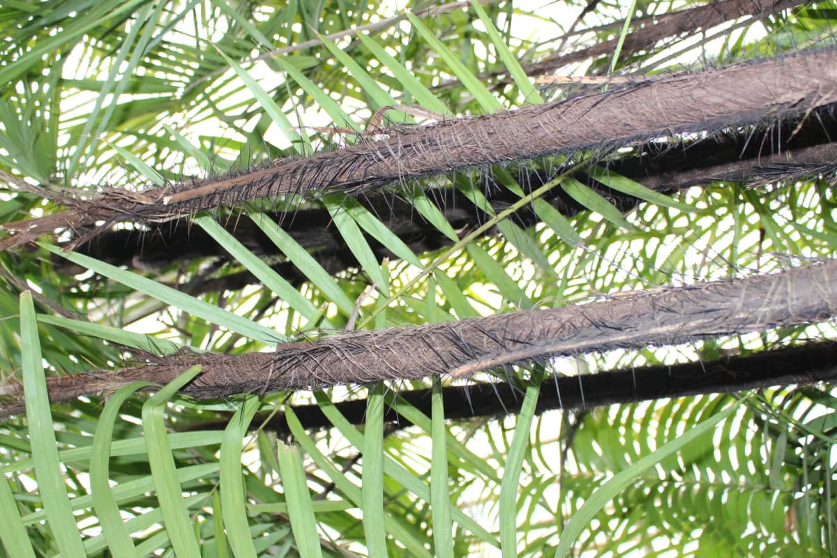 Botanical specimen of Bactris Major.