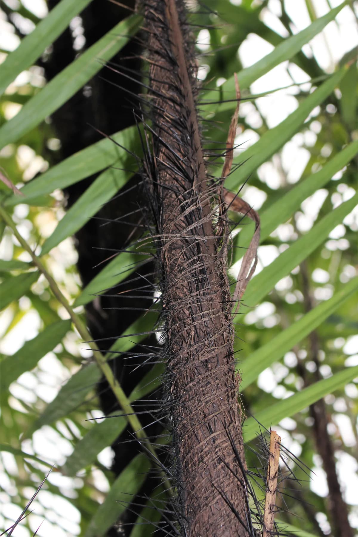 Botanical specimen of Bactris Major.
