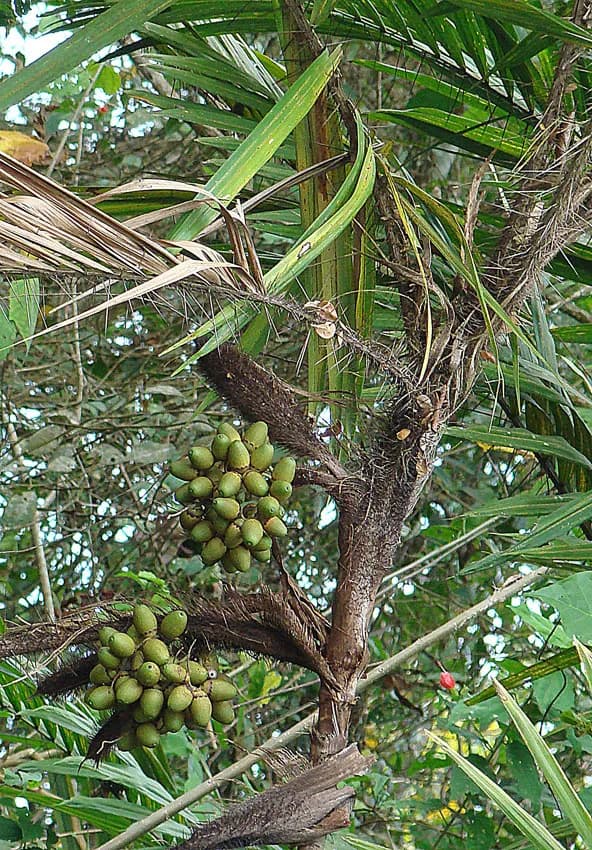 Botanical specimen of Bactris Major.