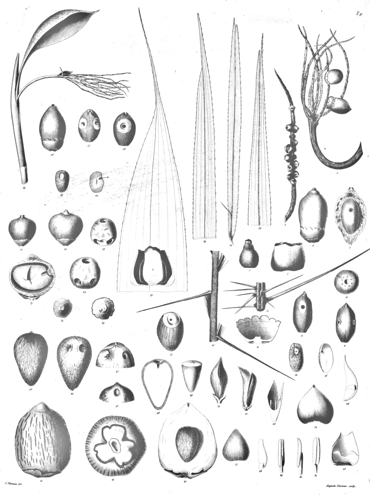 Botanical specimen of Bactris Major.