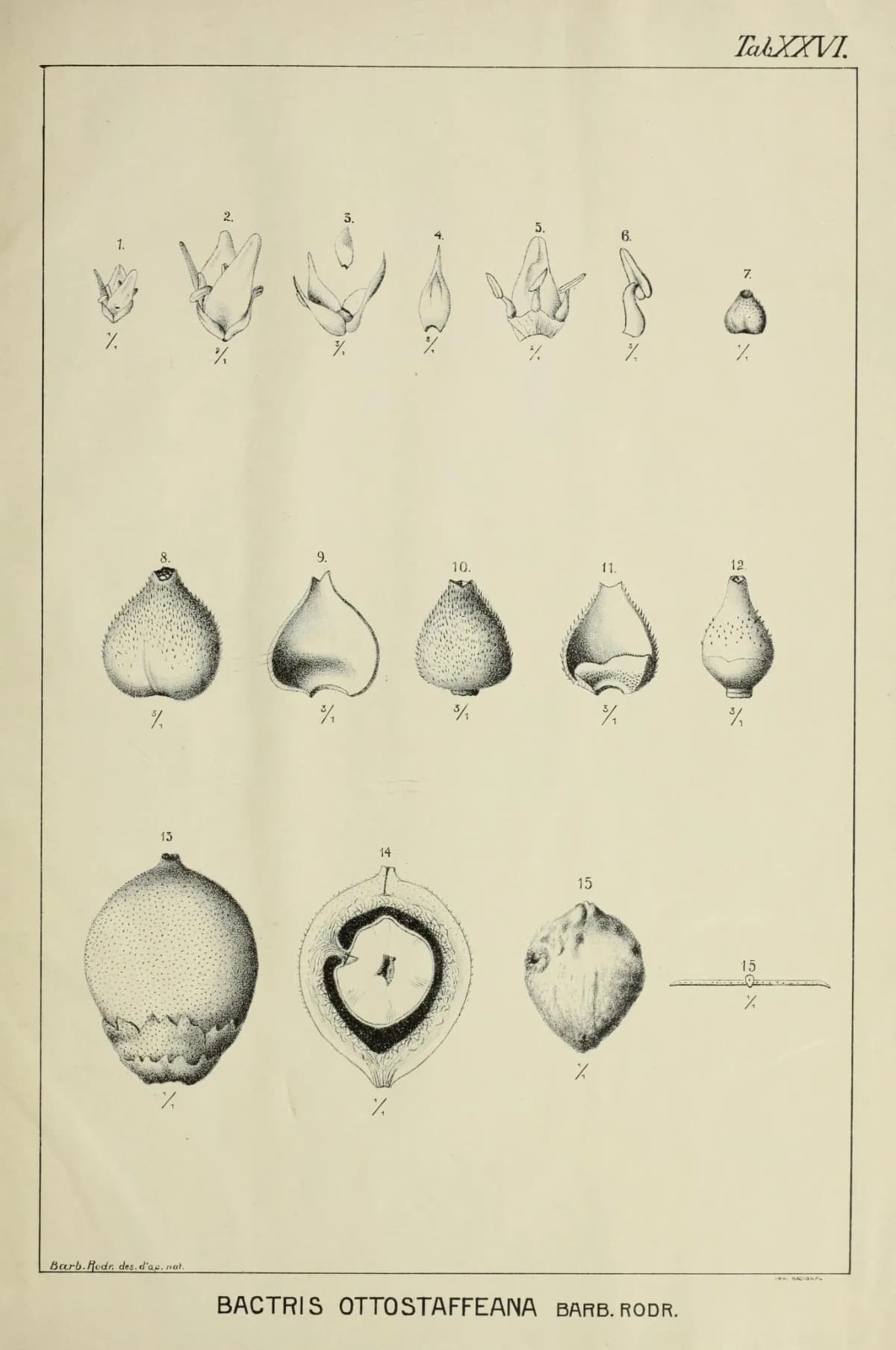 Botanical specimen of Bactris Major.