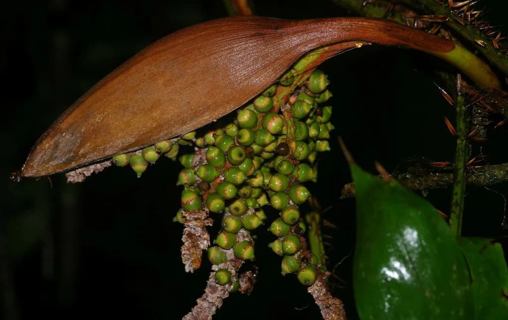 Botanical specimen of Bactris Maraja.