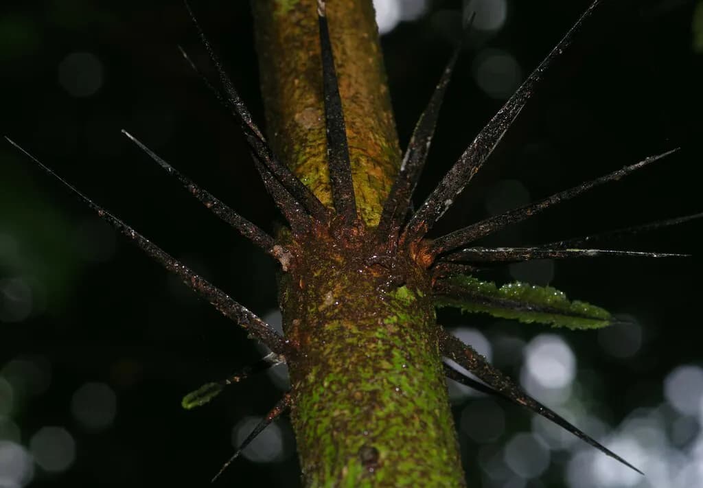 Botanical specimen of Bactris Maraja.