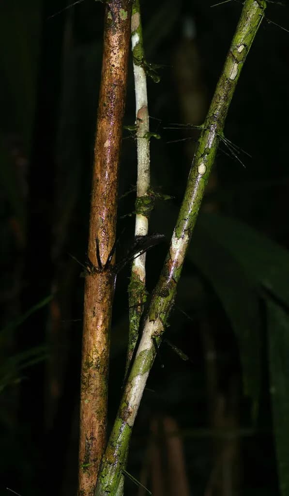 Botanical specimen of Bactris Maraja.