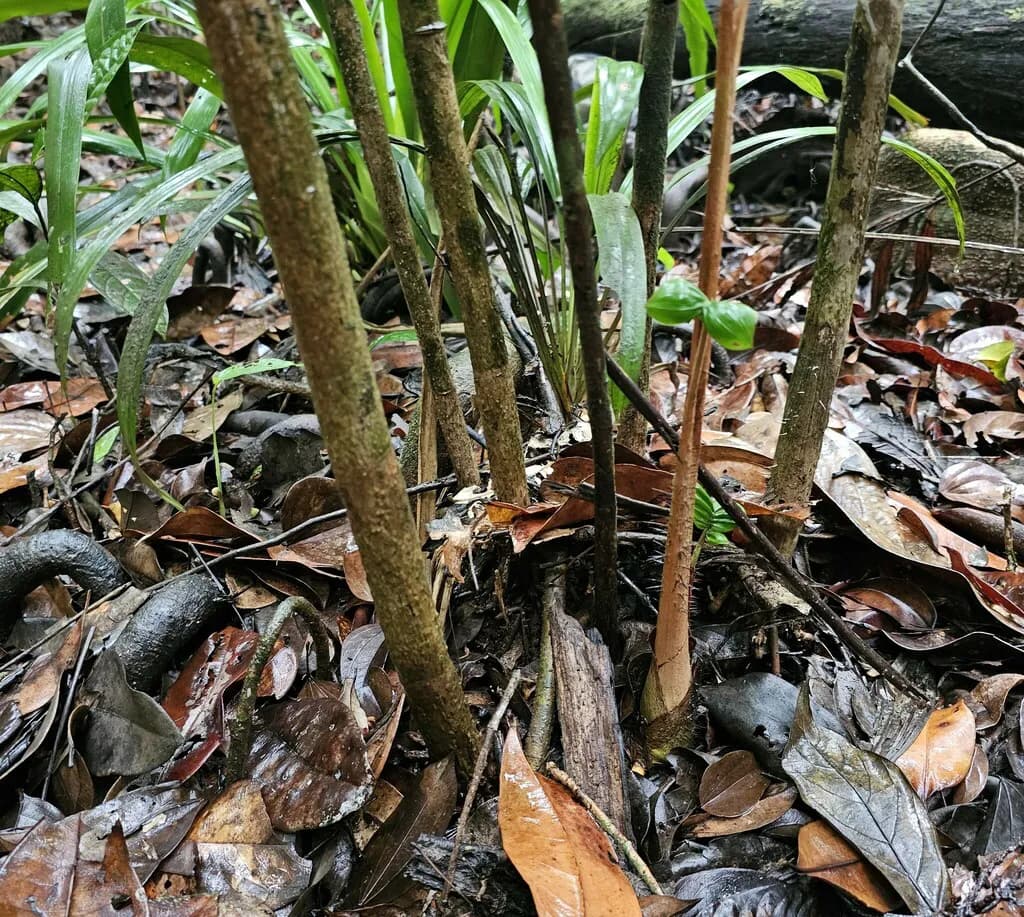 Botanical specimen of Bactris Maraja.