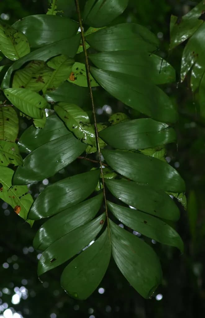 Botanical specimen of Bactris Maraja.