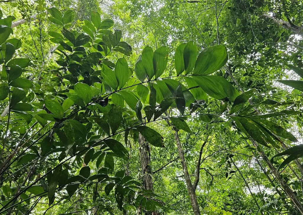 Botanical specimen of Bactris Maraja.