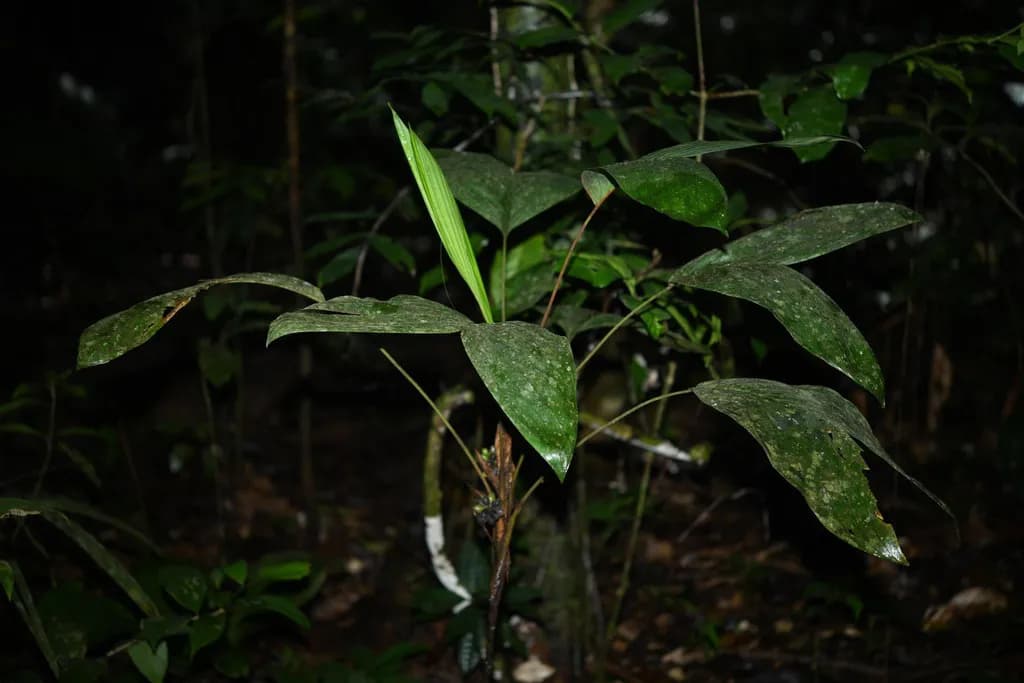 Botanical specimen of Bactris Oligocarpa.