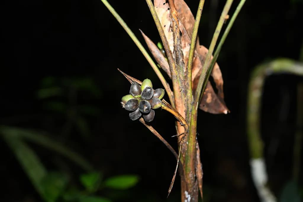 Botanical specimen of Bactris Oligocarpa.